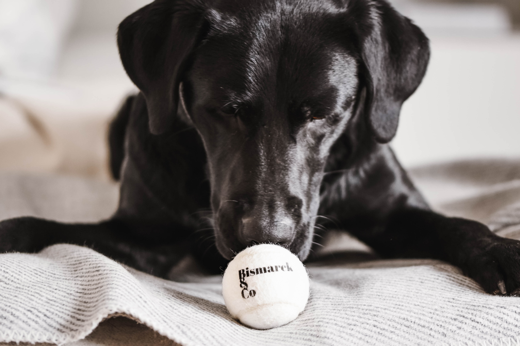 Tennis Balls for Dogs | Set of 3