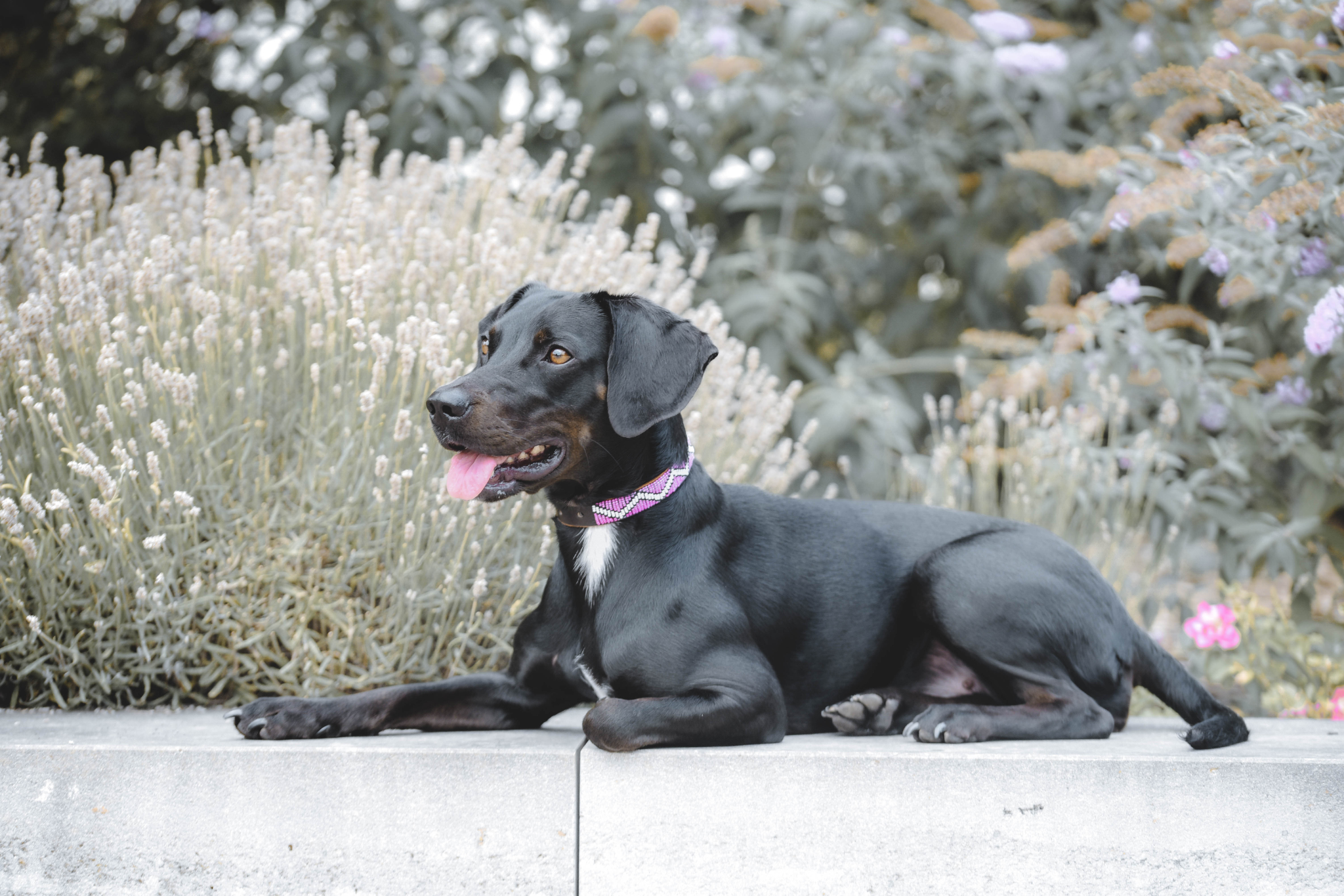 Beaded Collars & Leashes