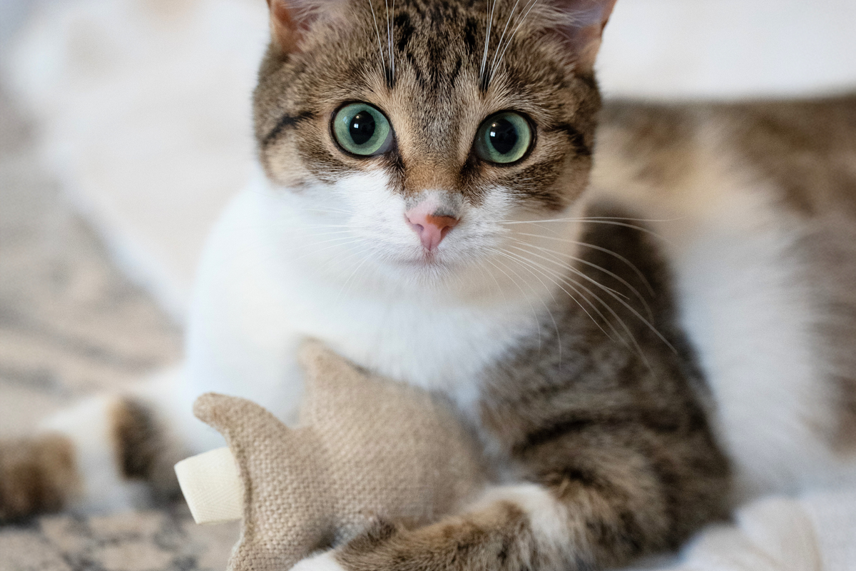 Fish Bone Catnip Toys | Set of 2
