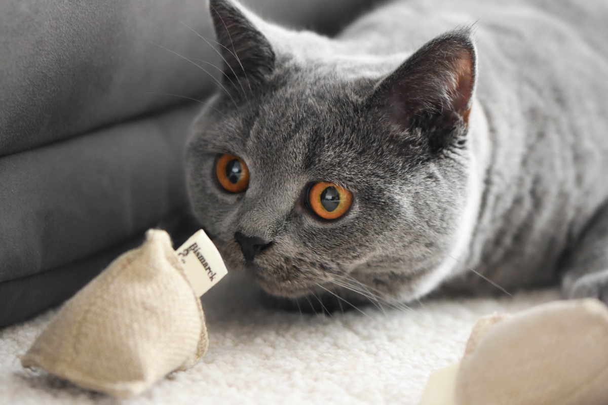 Lion's Head Catnip Toys | Set of 3