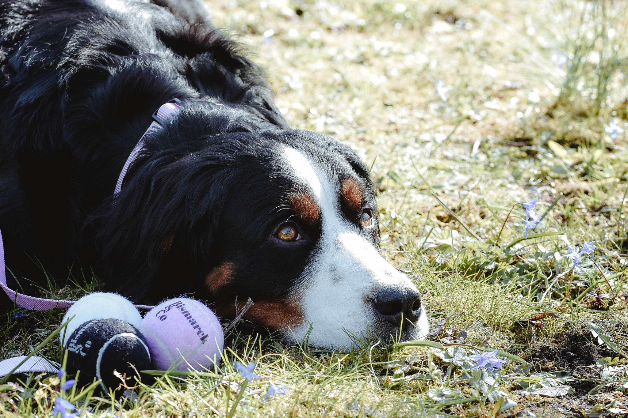 Tennis Balls for Dogs | Set of 3